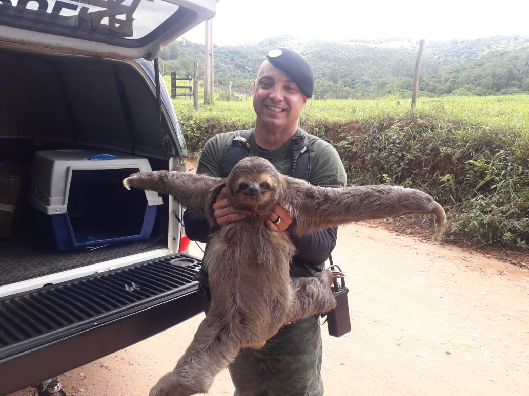 Capivara de quase 70 kg é capturada em condomínio de Jundiaí