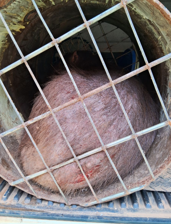Capivara de quase 70 kg é capturada em condomínio de Jundiaí